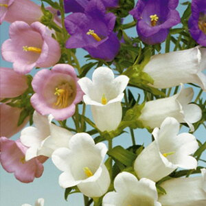 肪ˑ  y fBE z  i 肪ˑ̎ Ԃ̎ j