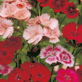 楽天市場 なでしこ 花 季節の通販