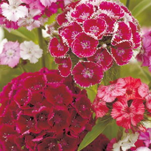 �Ȃł��� �� �y �����Ȃł��� �������� �z ���� �i �Ȃł����̎� �Ԃ̎� �j