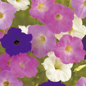 y`jA  y d獬 z  i y`jA̎ Ԃ̎ j