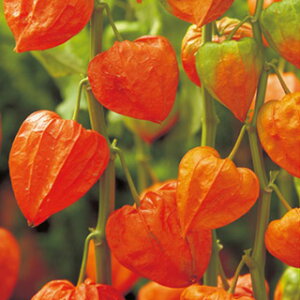 ق  y Ogق z  i ق̎ Ԃ̎ j