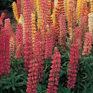 siX m{tW  y bZ  z  i siX m{tW̎ Ԃ̎ j