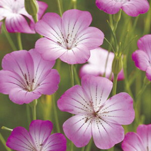 AOXe}  y M^S z  i AOXe}̎ Ԃ̎ j