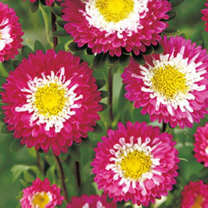 楽天市場 アスター 種 彗星 小袋 アスターの種 花の種 菜園くらぶ 家庭菜園の専門店