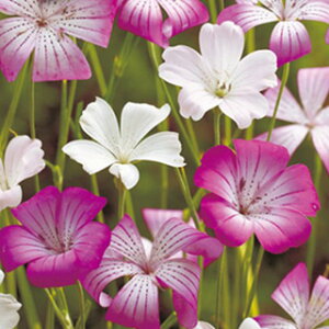 AOXe}  y u[~bNX z  i AOXe}̎ Ԃ̎ j