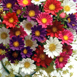 �A�X�^�[ �� �y �l�l ���� �z ���� �i �A�X�^�[�̎� �Ԃ̎� �j