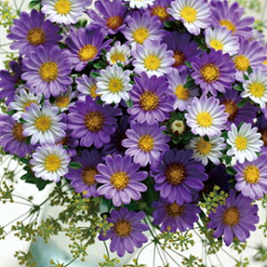 AX^[  y ll u[tXg z  i AX^[̎ Ԃ̎ j