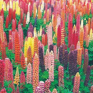 siX im{tWj  y bZ  z 1dl i siX̎ Ԃ̎ j