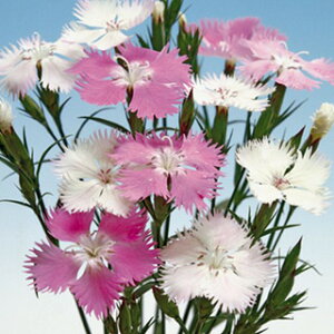 �Ȃł��� �� �y F1���� �z ���� �i �Ȃł����̎� �Ԃ̎� �j