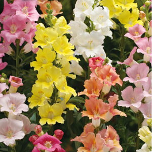 金魚草 種 【 F1カリヨンミックス 】 小袋 ( 金魚草の種 花の種 )