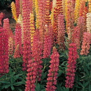 siX m{tW  y bZ  z 20ml i siX m{tW̎ Ԃ̎ j