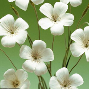 �A�O���X�e���} �� �y �I�[�V�����p�[�� �z ���� �i �A�O���X�e���}�̎� �Ԃ̎� �j