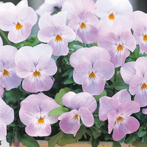 rI  y t[p[X[p[ \tgsN z 1000 i rI̎ j