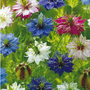 �j�Q�� �� �y �~�X�W�[�L������ �z ���� �i �j�Q���̎� �Ԃ̎� �j