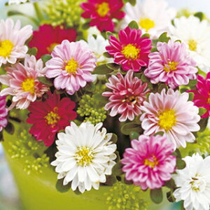 �A�X�^�[ �� �y �i�i���� �z ���� �i �A�X�^�[�̎� �Ԃ̎� �j