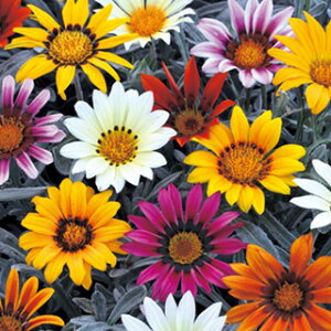 KUjA  y ^g~bNX z  i KUjA̎ Ԃ̎ j