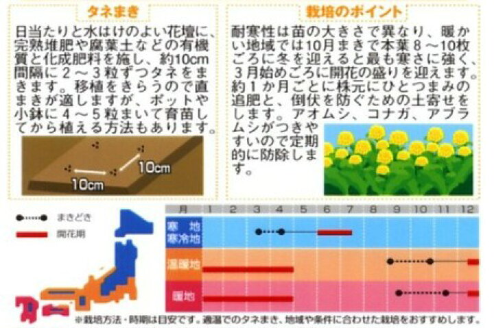 楽天市場 菜の花 はなな 種 寒咲系 混合 実咲小袋 菜の花 はなな の種 花の種 菜園くらぶ 家庭菜園の専門店