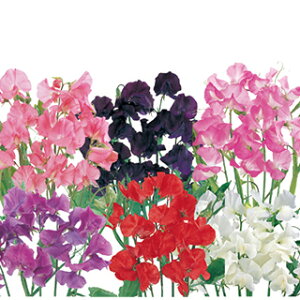 XC[gs[  y C~bNX z 珬 i XC[gs[̎ Ԃ̎ j