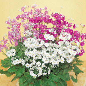 v@}RCfX  y  z 珬 i v@}RCfX̎ Ԃ̎ j