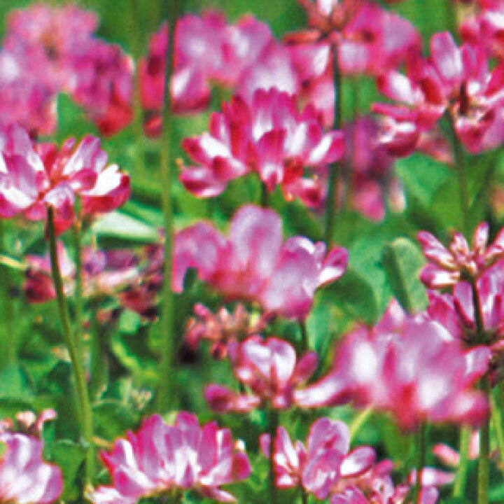 楽天市場】【 レンゲ（紫雲英） 】 実咲小袋 （ レンゲ（紫雲英）の種 