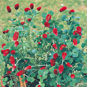 N]N[o[  y Xgx[g[` z 珬 i N]N[o[̎ Ԃ̎ j