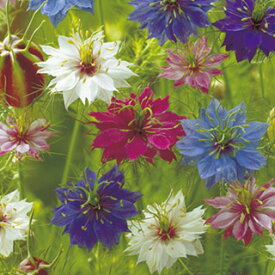 楽天市場 ニゲラ 花の通販