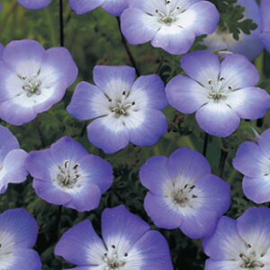 ネモフィラ 種 【 インシグニスブルー 】 10ml ( ネモフィラの種 花の種 )