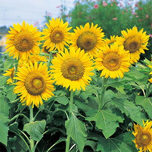 楽天市場 ひまわり 種 サニーキッズ 1l ひまわりの種 菜園くらぶ 家庭菜園の専門店