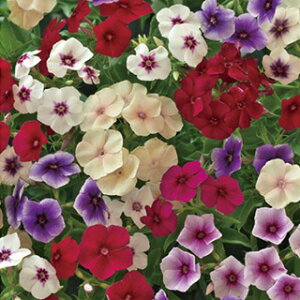 花 フロックスの通販 価格比較 価格 Com