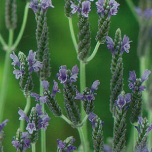 ���[�X���x���_�[ �� �y �I���K�m �z ���� �i ���[�X���x���_�[�̎� �Ԃ̎� �j