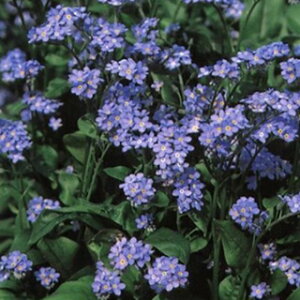 킷ȑ  y h[tu[ z 珬 i 킷ȑ̎ Ԃ̎ j