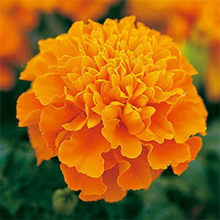 楽天市場 フレンチマリーゴールド 種 ホットパックオレンジ 小袋 フレンチマリーゴールドの種 菜園くらぶ 家庭菜園の専門店