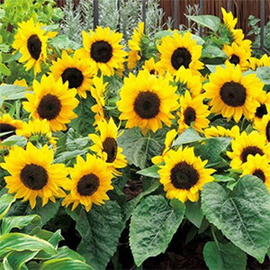 楽天市場 ひまわり 種 f1スマイルラッシュ 小袋 ひまわりの種 菜園くらぶ 家庭菜園の専門店 楽天市場 ひまわり 種 f1スマイルラッシュ 小袋 ひまわりの種 菜園くらぶ 家庭菜園の専門店