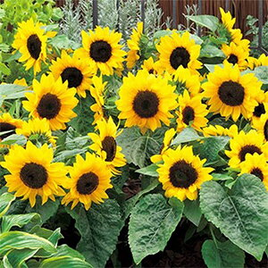 Ђ܂  y F1X}CbV z  i Ђ܂̎ j