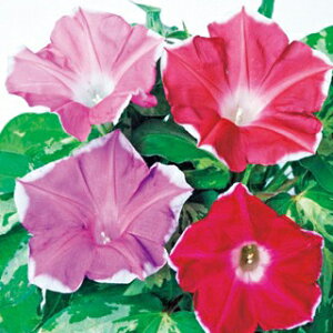   y TX}Ci␫j z ܁i15j i̎ Ԃ̎ j