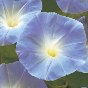   y wu[u[ z ܁i1.5mlj i̎ Ԃ̎ j