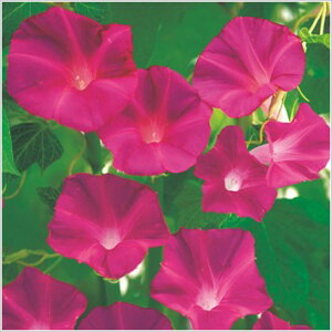   y XJ[bgIn z ܁i20j i̎ Ԃ̎ j