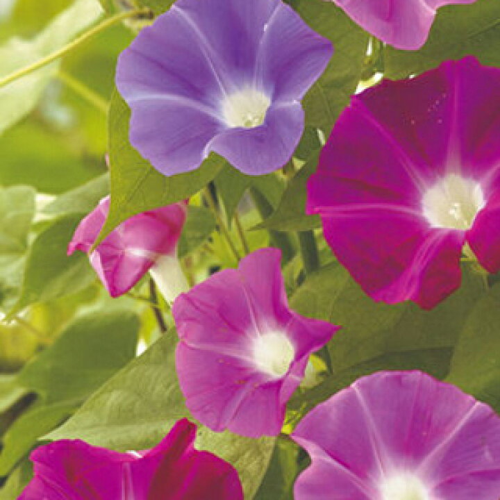楽天市場 朝顔 種 垣根用混合 1 5ml 朝顔の種 花の種 菜園くらぶ 家庭菜園の専門店