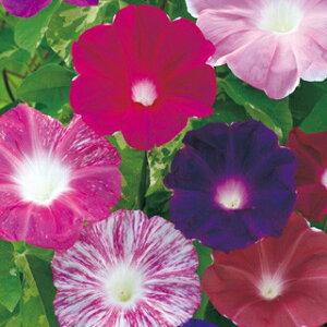   y ֍獬 z 10mli100j i̎ Ԃ̎ j