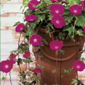   y ΂ߒ z 珬 i ̎ Ԃ̎ j