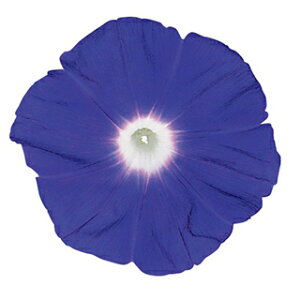 ���� �� �y �ł̊C �z ���珬�� �i ����̎� �Ԃ̎� �j