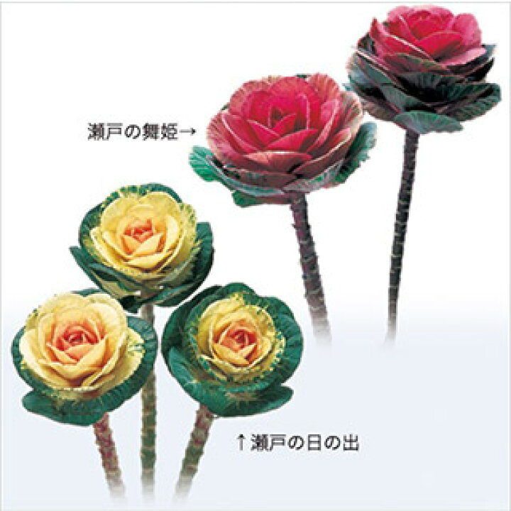 楽天市場 葉牡丹 種 瀬戸混合 小袋 葉牡丹の種 花の種 菜園くらぶ 家庭菜園の専門店