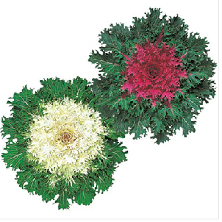 楽天市場 葉牡丹 種 F1 さんご混合 小袋 葉牡丹の種 花の種 菜園くらぶ 家庭菜園の専門店