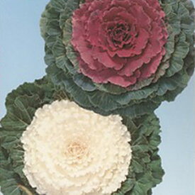 楽天市場 葉牡丹たねの通販