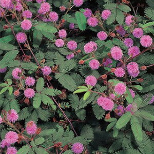 �������� �� ���� �i ���������̎� �Ԃ̎� �j