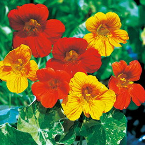 @  y AXJ  z ܁i15j i @Ԃ̎ Ԃ̎ j