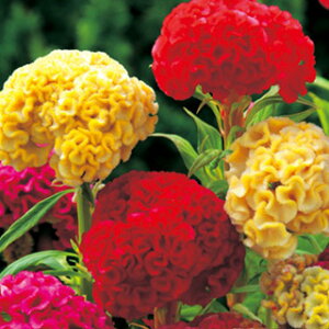 �����Ƃ��i�{���j �� �y �v���č��� �z ���� �i �����Ƃ��i�{���j�̎� �Ԃ̎� �j