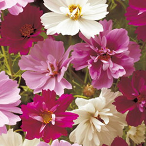 RXXiHj  y TCP FCS210 z  i RXXiHj̎ Ԃ̎ j