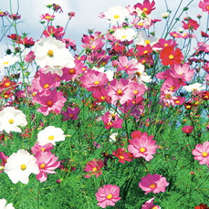 RXX  y ZZ[V  z  i RXX̎ j