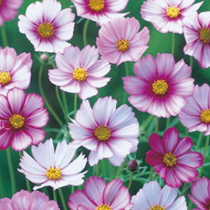 RXXiHj  y sReB z ܁i80j i RXXiHj̎ Ԃ̎ j